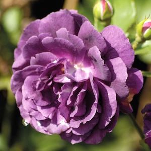 Purple blooms of Rose 'Ebb Tide' from Suttons