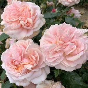Three pink flowers of Rose 'Joie de Vivre' from Suttons