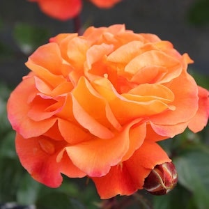 Orange flower of Rose 'Precious Amber' from Suttons