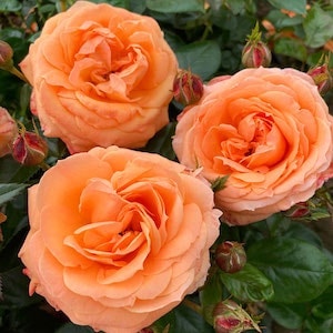 Three orange coloured flowers of Rose 'Scent from Heaven' from Suttons