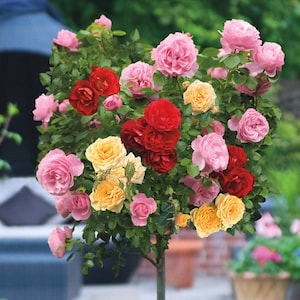 Multicoloured flowers of Rose 'Tricolour Standard' from Suttons