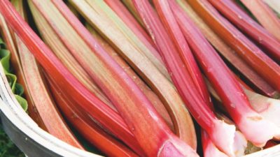 Best expert advice on growing rhubarb