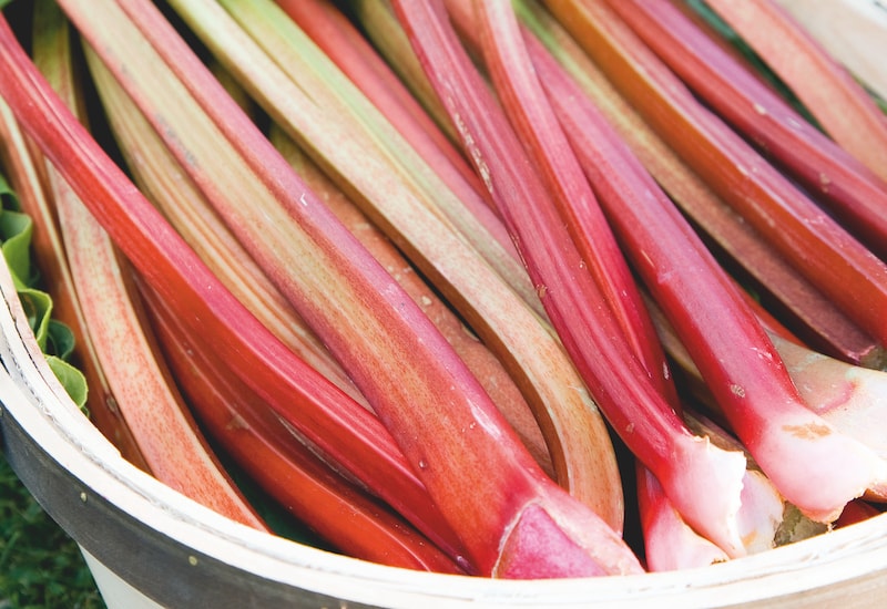 Rhubarb 'Timperley Early from Suttons