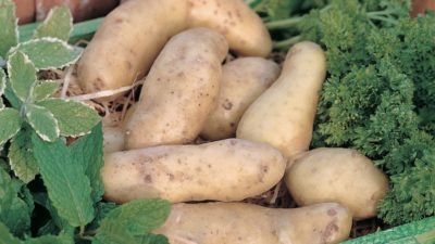 Your guide to potato season