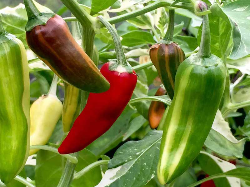 Stripy green and red peppers of Chilli Pepper Seeds ‘Hot Rod’ from Suttons