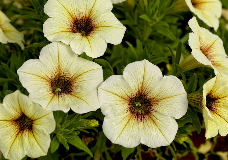 Closeup of Super Petunia (Beautical) Plants ‘French Vanilla’ from Suttons