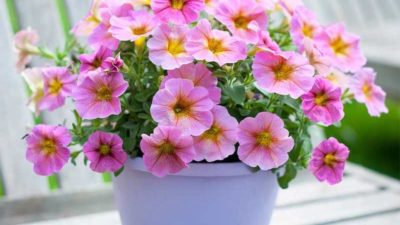 The power of new super petunias