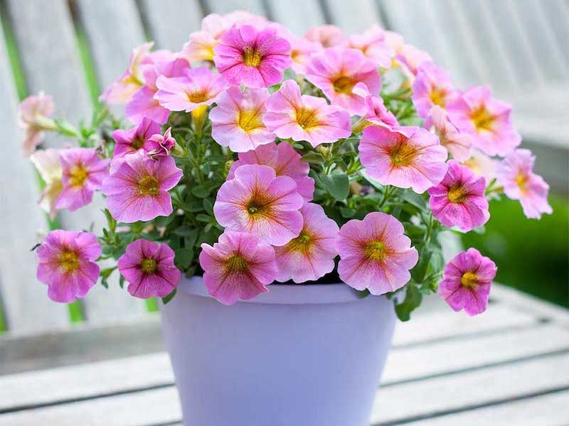 Pink Super Petunia (Beautical) Plants ‘Sunray Pink’ from Suttons with purple pot