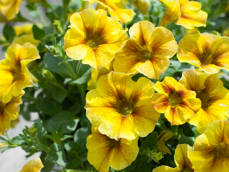 Yellow blooms of Super Petunia (Beautical) Plants ‘Caramel Yellow’ from Suttons 