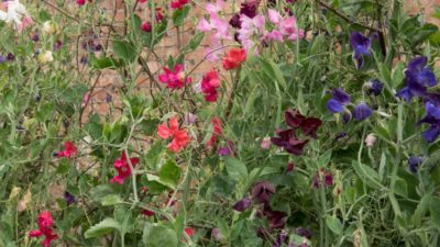 Top sweet peas and how to grow them