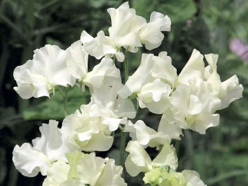 Closeup of white petals of Sweet Pea 'Anne Gregg' from Suttons set against a green background