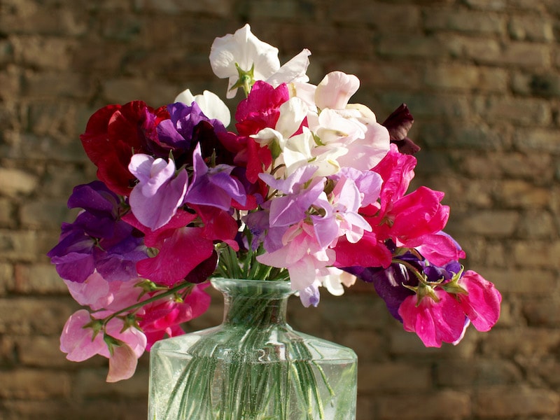 Purple, pink and white Sweet pea 'Supersonic' from Suttons in a glass vase