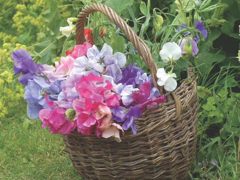 Basket of coloured Sweet pea ‘Sweet Dreams Mixed’ from Suttons