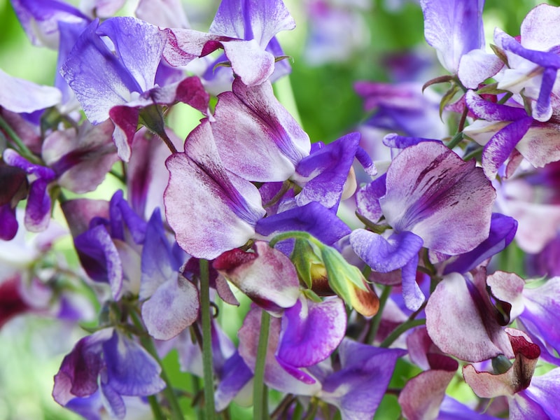 Purple and blue petals of Sweet pea 'Three Times as Sweet' from Suttons