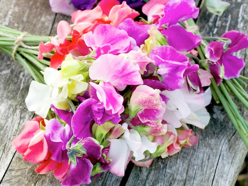 sweet pea distant horizons