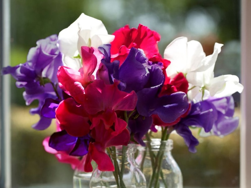 sweet pea royal standard