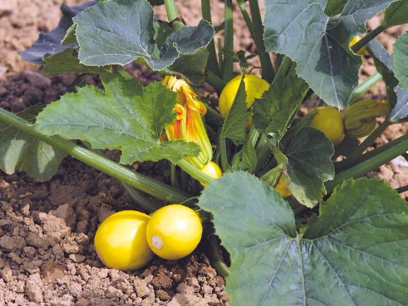 Yellow round courgette 'summer ball and eight ball' variety from Suttons
