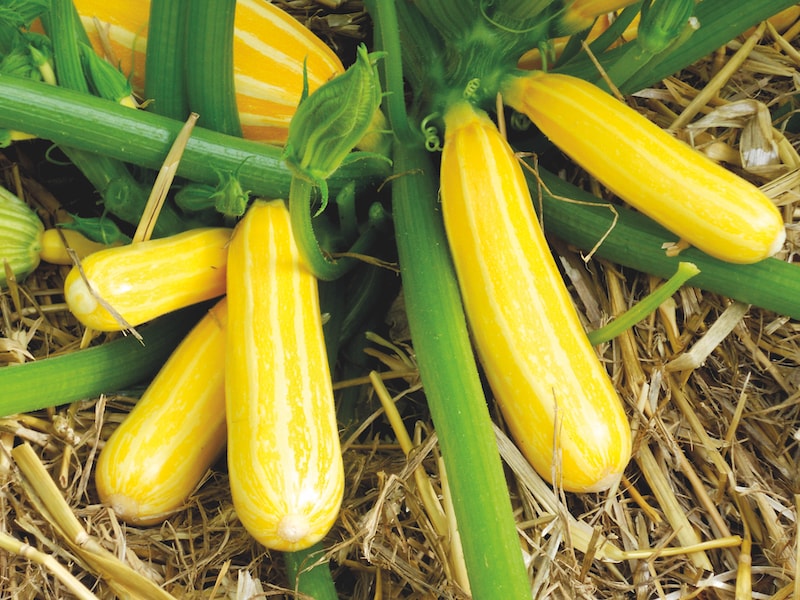 Yellow and green courgette 'F1 Goldmine' variety from Suttons