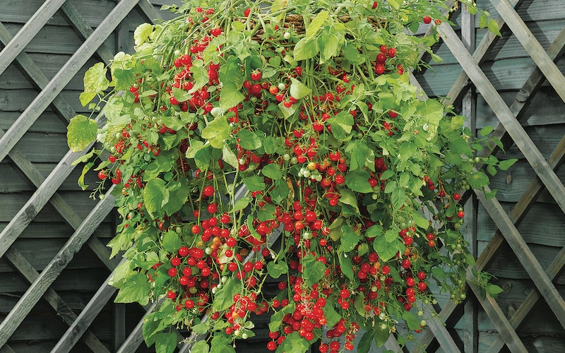 Hanging basket tomato 'Hundreds and Thousands' variety from Suttons growing vertically