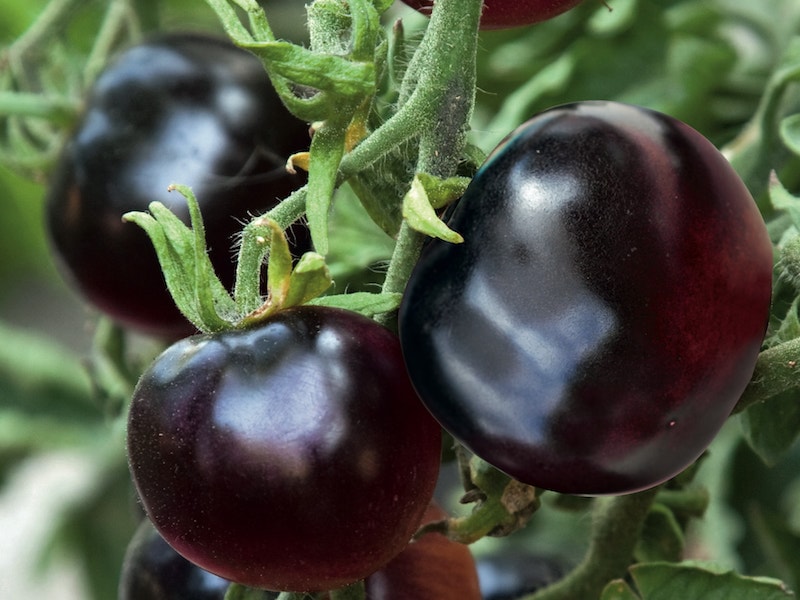 Black tomato 'Indigo Rose' from Suttons