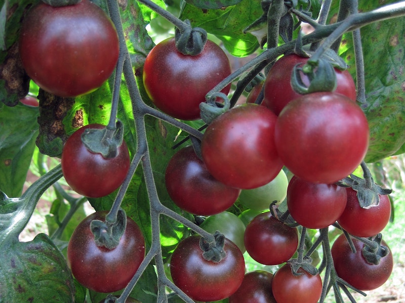 Dark red cherry tomato 'Rosella' from Suttons on vine