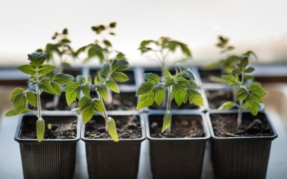 How to grow tomatoes from seed - Suttons Gardening Grow How