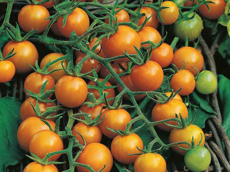 Yellow tomato 'Sungold' variety from Suttons on vine