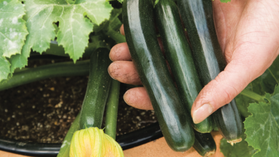 Best expert advice on growing courgettes
