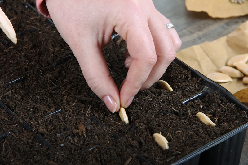 Sowing tromboncino seeds on their edge in module trays