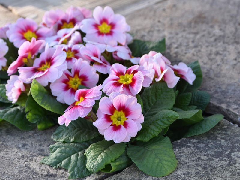 Pink primula 'Rambo Appleblossom' flowers from Suttons