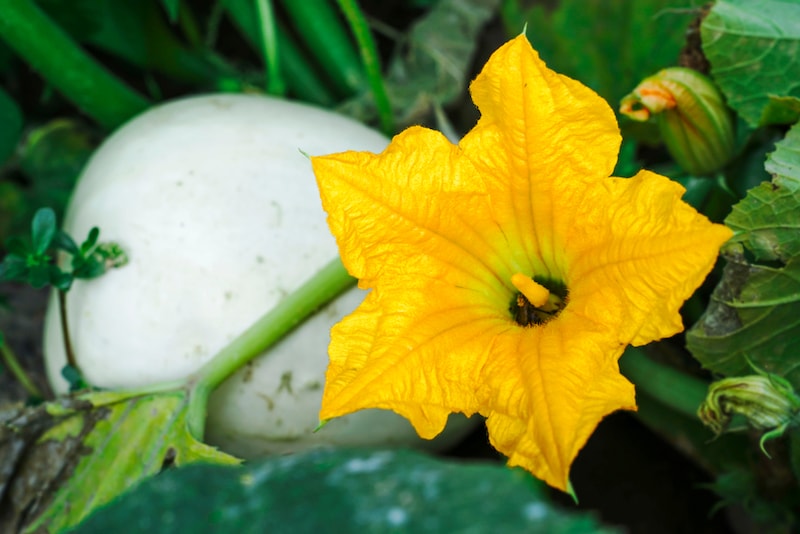 Closeup of yellow tromboncino flower