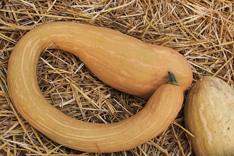 Yellow striped tromboncino ripening in hay