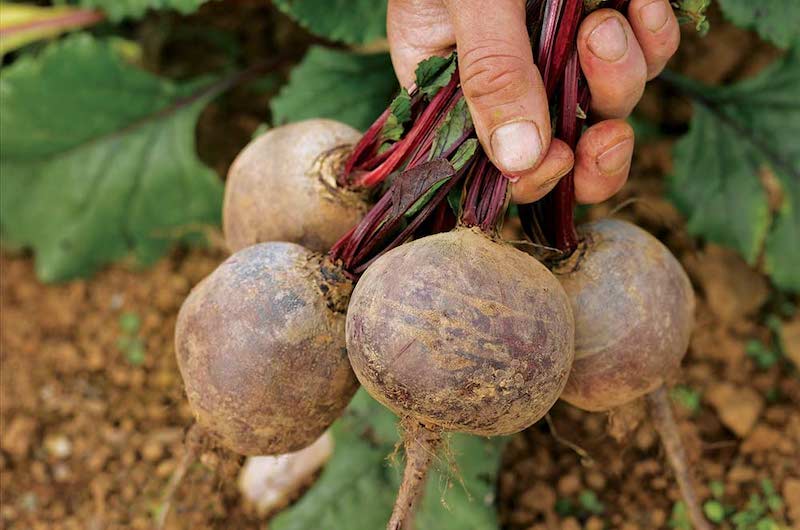 Freshly harvested Beetroot 'Boltardy' being held up