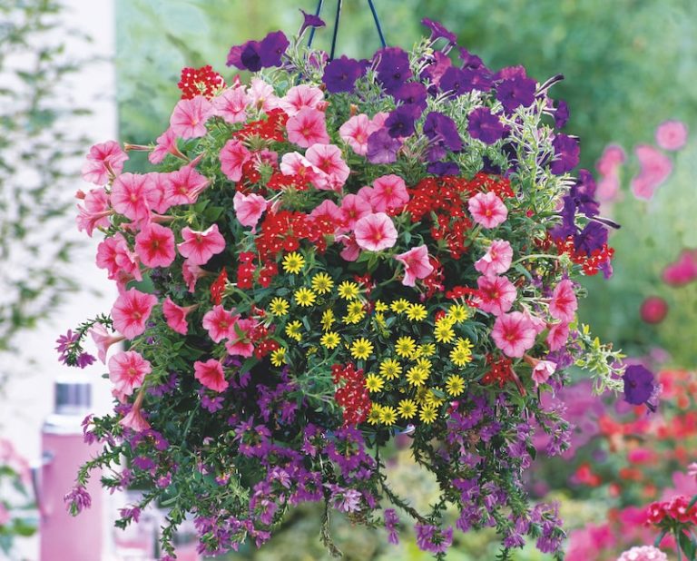 How to choose the best hanging basket Suttons Gardening Grow How