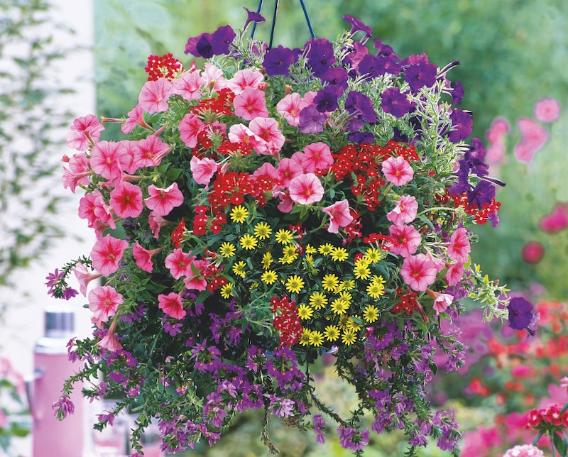 Closeup of floral hanging basket Bumper Basket Collection (36) from Suttons