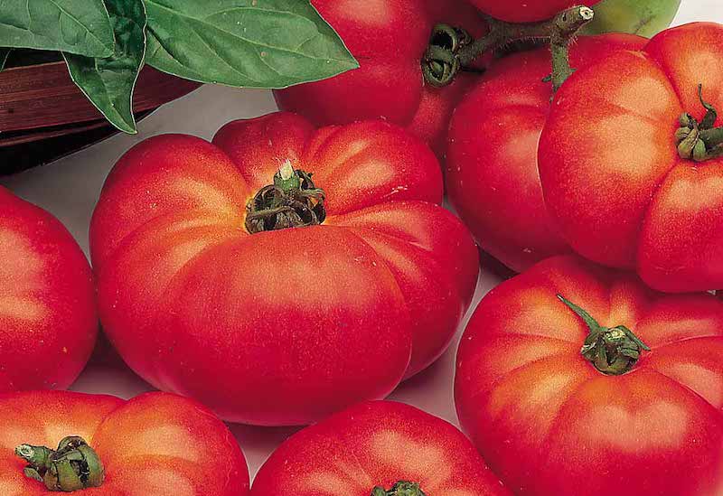 Tomato ‘Marmande’ from Suttons