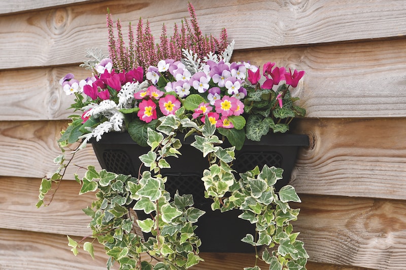 Flowers in a wall basket from Suttons