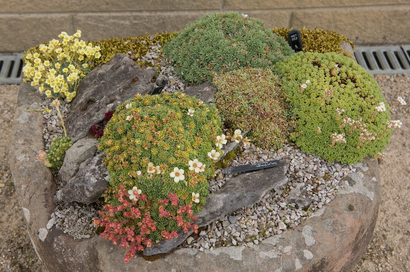Using rocks in a miniature alpine garden