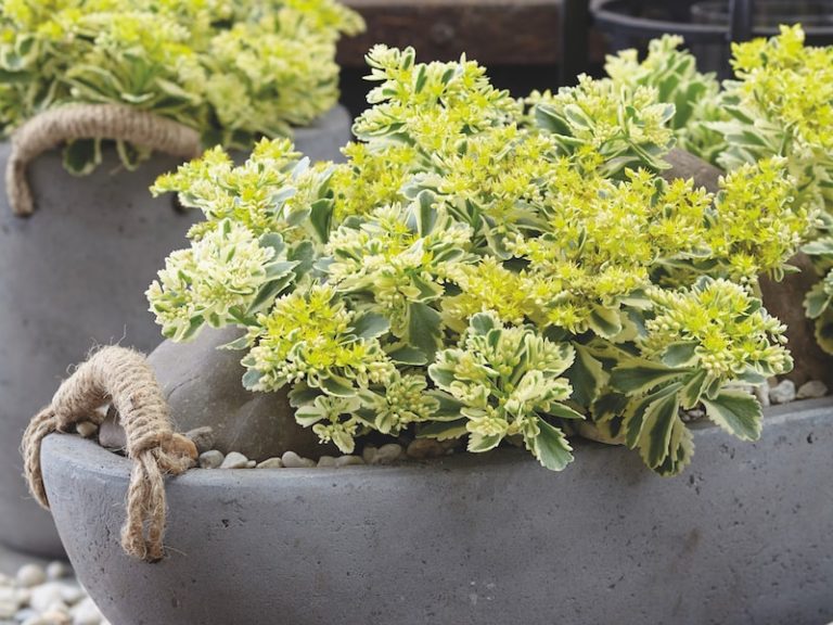 How to create an alpine container display Suttons Gardening Grow How