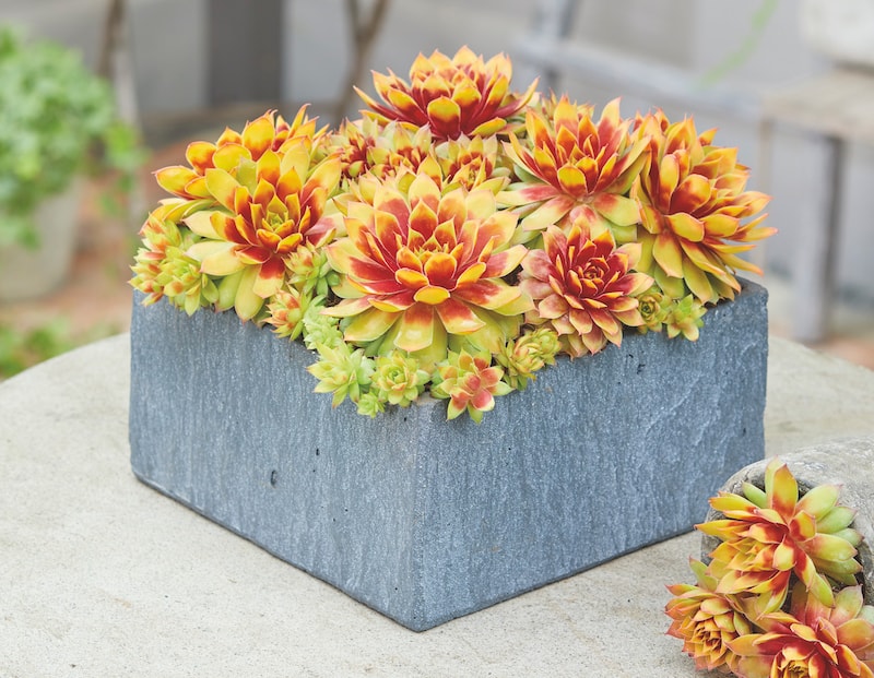 Sempervivum Chick Charms® Gold Nugget from Suttons in a square slate container