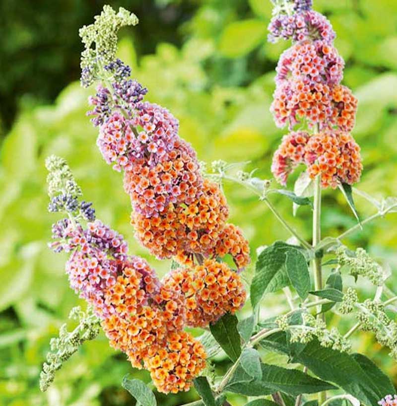 Multicoloured blooms of Buddleja 'Flower Power' from Suttons