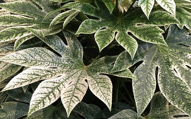 Silvery green foliage of Fatsia Japonica 'Spider's Web' from Suttons