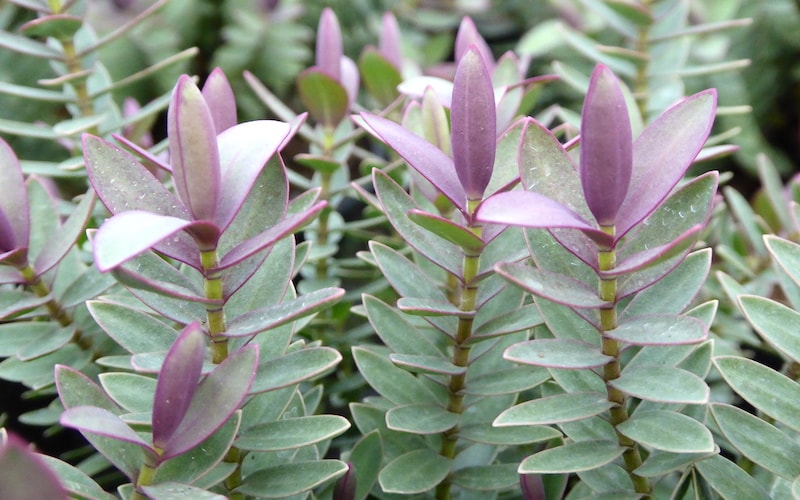 Purple flowering Hebe 'Red Edge' with silvery green foliage