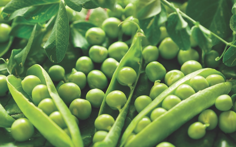 Pea seeds ‘Hurst Greenshaft’ from Suttons