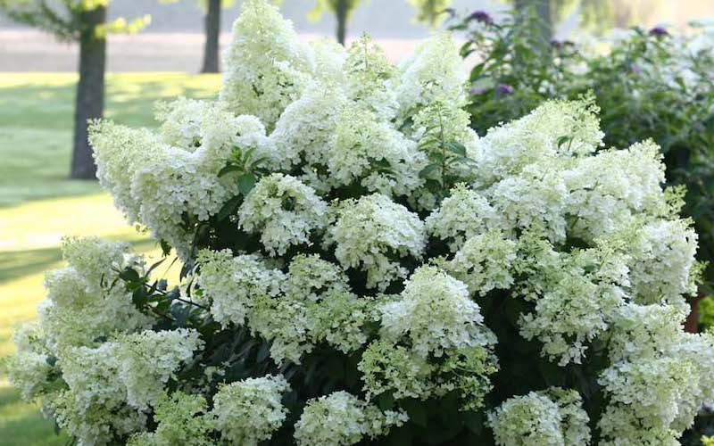 White blooms of Hydrangea paniculata 'Bobo' from Suttons