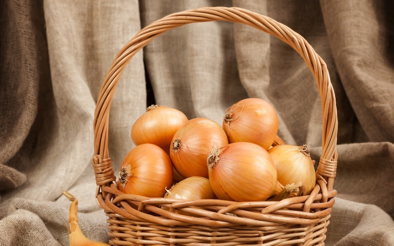Onion sets ‘F1 Centurion’ from Suttons in a basket