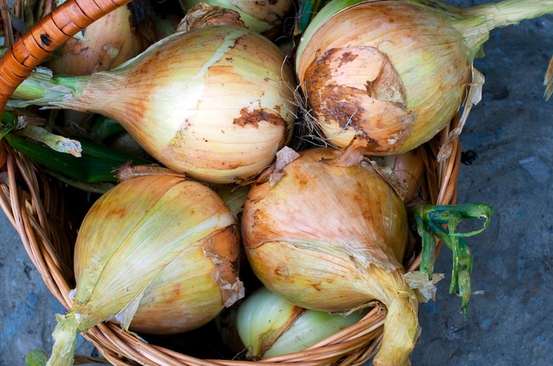 Exhibition sized onions