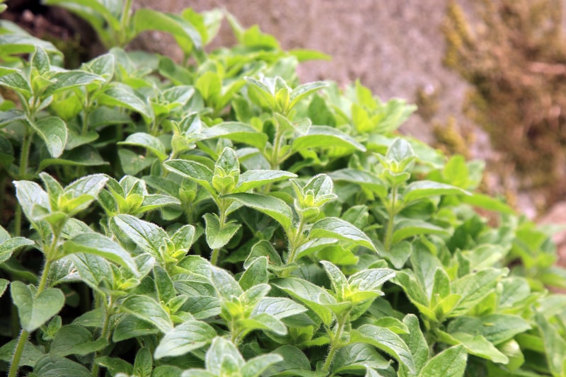 Herb plant - Oregano Hot & Spicy (NEW) from Suttons
