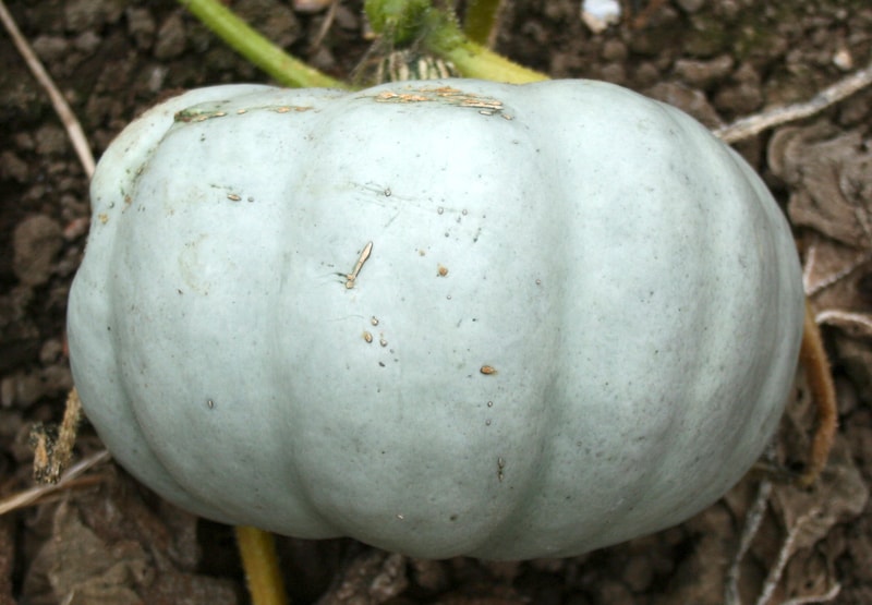 Squash plants ‘Crown Prince’ from Suttons