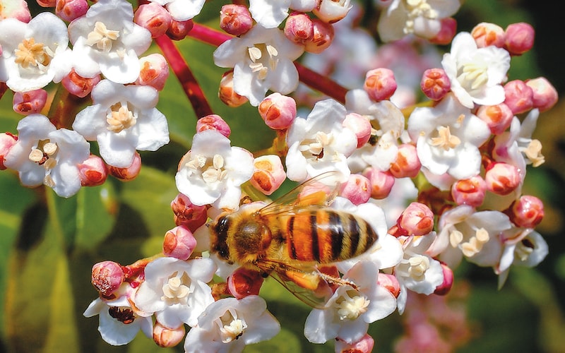Honey bee on flowers of Viburnum tinus from Suttons